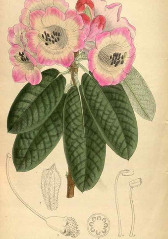 Reproducción/Reproduction 35922832501: Curtis's botanical magazine.. London ; New York [etc.] :Academic Press [etc.]