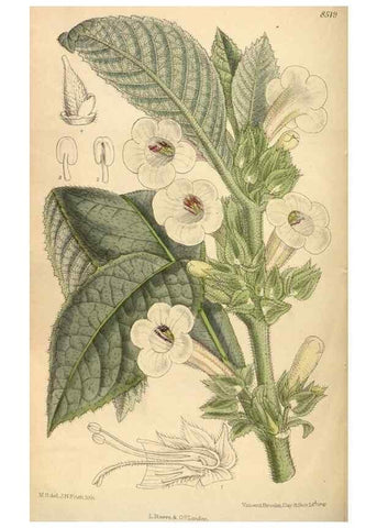 Reproducción/Reproduction 36056528605: Curtis's botanical magazine.. London ; New York [etc.] :Academic Press [etc.]