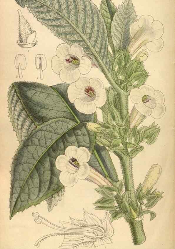 Reproducción/Reproduction 36056528605: Curtis's botanical magazine.. London ; New York [etc.] :Academic Press [etc.]