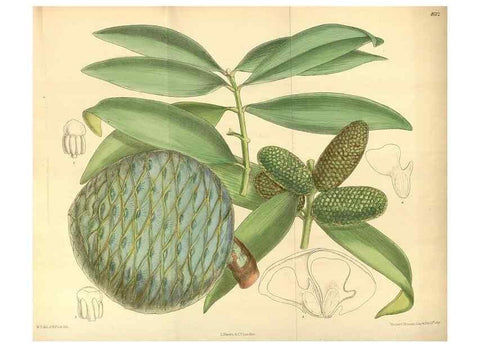 Reproducción/Reproduction 35216996334: Curtis's botanical magazine.. London ; New York [etc.] :Academic Press [etc.]