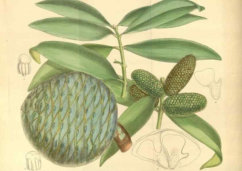 Reproducción/Reproduction 35216996334: Curtis's botanical magazine.. London ; New York [etc.] :Academic Press [etc.]