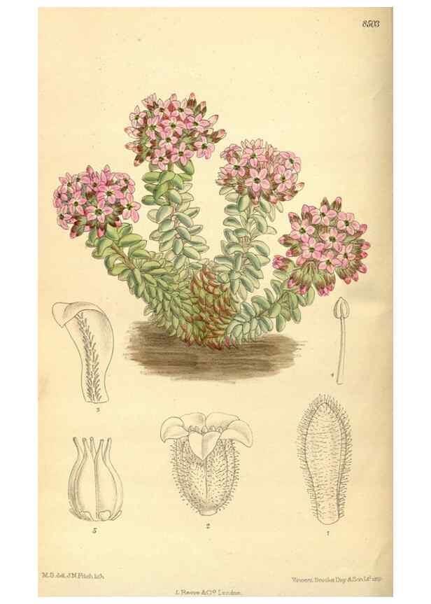 Reproducción/Reproduction 35666963160: Curtis's botanical magazine.. London ; New York [etc.] :Academic Press [etc.]