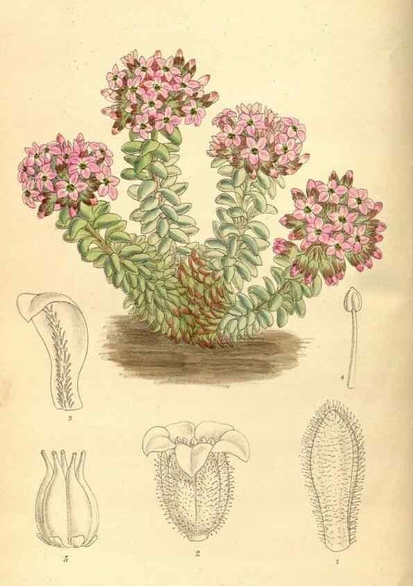 Reproducción/Reproduction 35666963160: Curtis's botanical magazine.. London ; New York [etc.] :Academic Press [etc.]