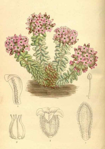 Reproducción/Reproduction 35666963160: Curtis's botanical magazine.. London ; New York [etc.] :Academic Press [etc.]
