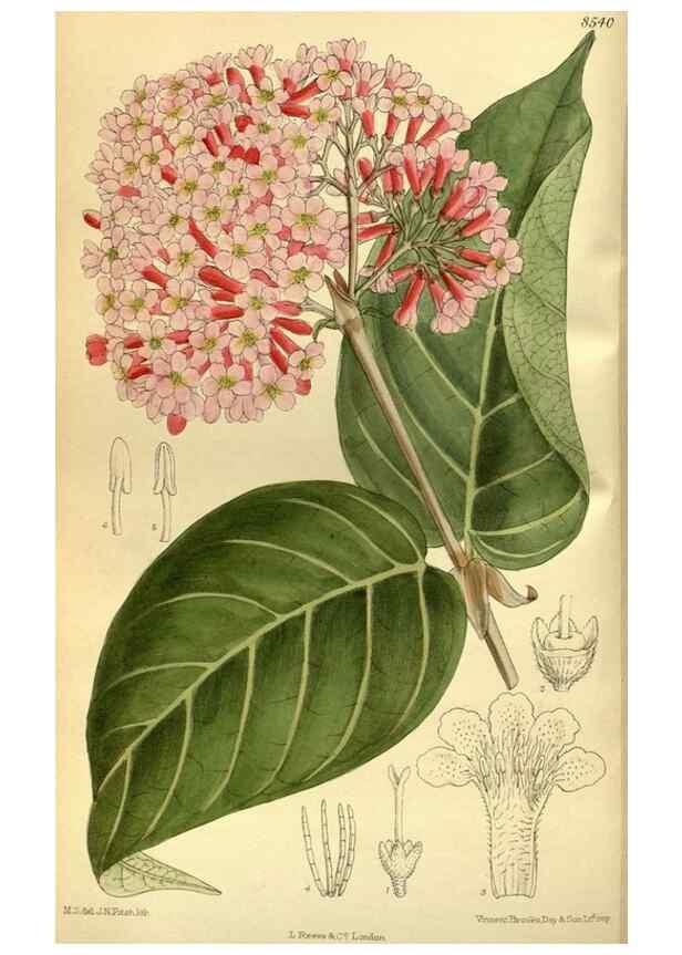 Reproducción/Reproduction 36056594855: Curtis's botanical magazine.. London ; New York [etc.] :Academic Press [etc.]