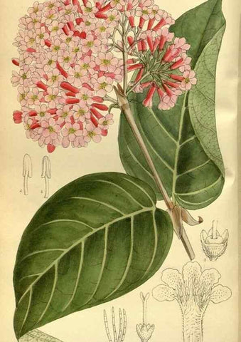 Reproducción/Reproduction 36056594855: Curtis's botanical magazine.. London ; New York [etc.] :Academic Press [etc.]