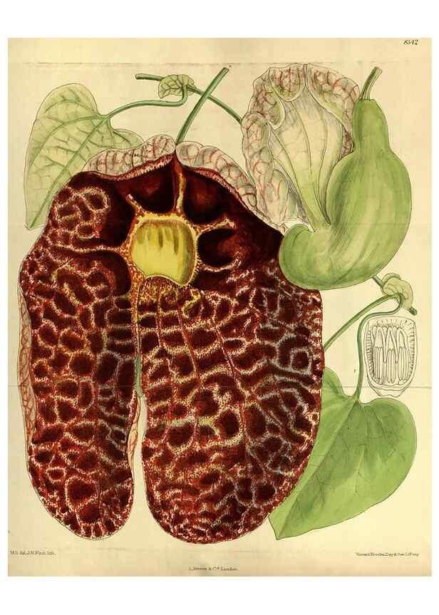 Reproducción/Reproduction 36015188446: Curtis's botanical magazine.. London ; New York [etc.] :Academic Press [etc.]