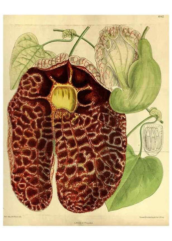 Reproducción/Reproduction 36015188446: Curtis's botanical magazine.. London ; New York [etc.] :Academic Press [etc.]