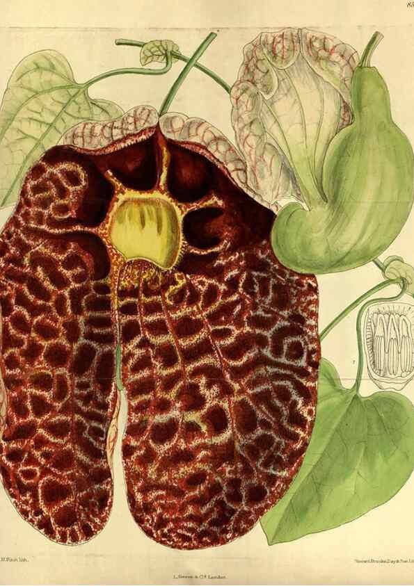 Reproducción/Reproduction 36015188446: Curtis's botanical magazine.. London ; New York [etc.] :Academic Press [etc.]