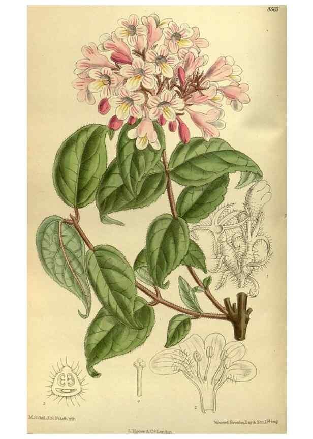 Reproducción/Reproduction 36056640355: Curtis's botanical magazine.. London ; New York [etc.] :Academic Press [etc.]
