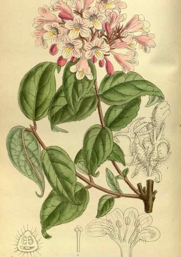 Reproducción/Reproduction 36056640355: Curtis's botanical magazine.. London ; New York [etc.] :Academic Press [etc.]