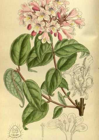 Reproducción/Reproduction 36056640355: Curtis's botanical magazine.. London ; New York [etc.] :Academic Press [etc.]