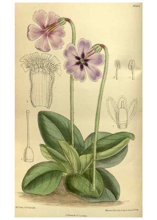 Reproducción/Reproduction 36056642345: Curtis's botanical magazine.. London ; New York [etc.] :Academic Press [etc.]