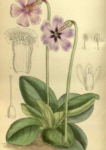 Reproducción/Reproduction 36056642345: Curtis's botanical magazine.. London ; New York [etc.] :Academic Press [etc.]