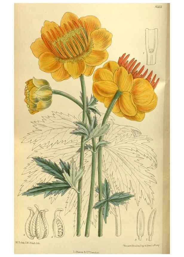 Reproducción/Reproduction 36056644155: Curtis's botanical magazine.. London ; New York [etc.] :Academic Press [etc.]