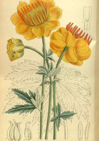 Reproducción/Reproduction 36056644155: Curtis's botanical magazine.. London ; New York [etc.] :Academic Press [etc.]