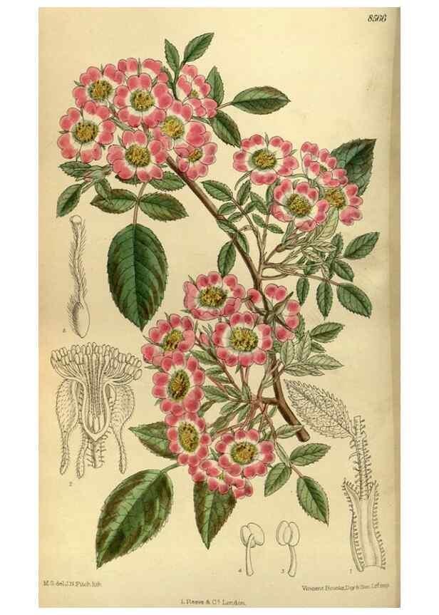 Reproducción/Reproduction 35667063240: Curtis's botanical magazine.. London ; New York [etc.] :Academic Press [etc.]