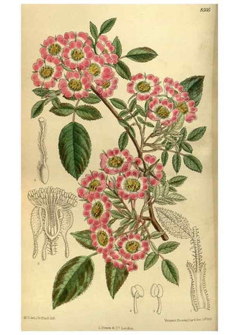 Reproducción/Reproduction 35667063240: Curtis's botanical magazine.. London ; New York [etc.] :Academic Press [etc.]