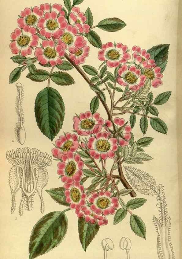Reproducción/Reproduction 35667063240: Curtis's botanical magazine.. London ; New York [etc.] :Academic Press [etc.]