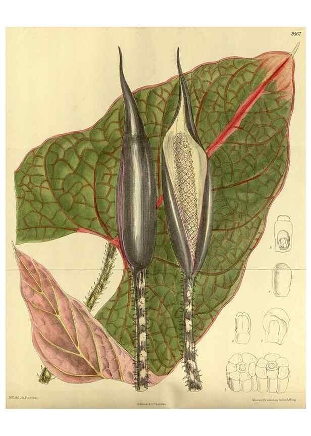 Reproducción/Reproduction 35885363612: Curtis's botanical magazine.. London ; New York [etc.] :Academic Press [etc.]