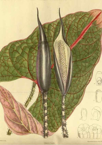 Reproducción/Reproduction 35885363612: Curtis's botanical magazine.. London ; New York [etc.] :Academic Press [etc.]