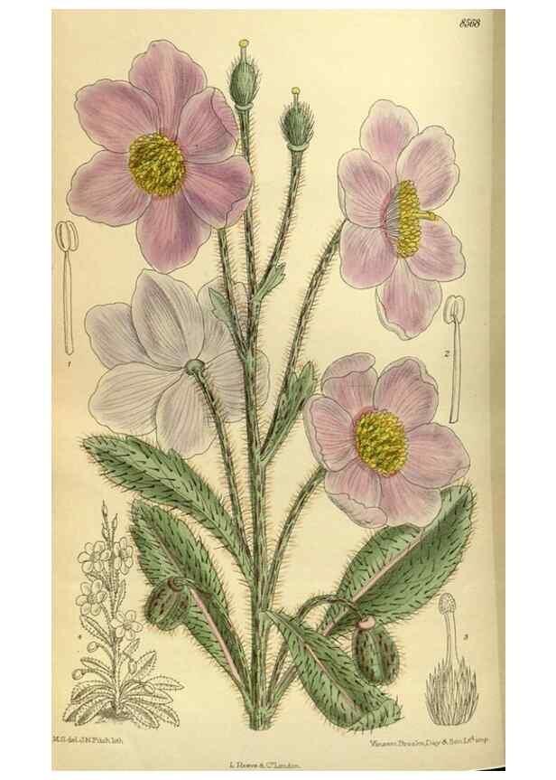 Reproducción/Reproduction 35885365852: Curtis's botanical magazine.. London ; New York [etc.] :Academic Press [etc.]
