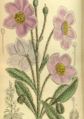 Reproducción/Reproduction 35885365852: Curtis's botanical magazine.. London ; New York [etc.] :Academic Press [etc.]