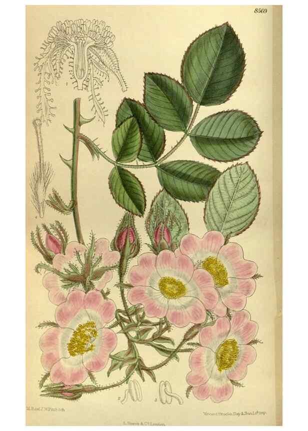 Reproducción/Reproduction 35885367472: Curtis's botanical magazine.. London ; New York [etc.] :Academic Press [etc.]