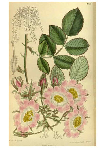 Reproducción/Reproduction 35885367472: Curtis's botanical magazine.. London ; New York [etc.] :Academic Press [etc.]