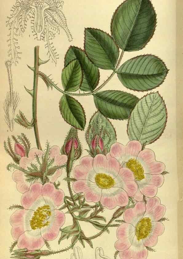Reproducción/Reproduction 35885367472: Curtis's botanical magazine.. London ; New York [etc.] :Academic Press [etc.]