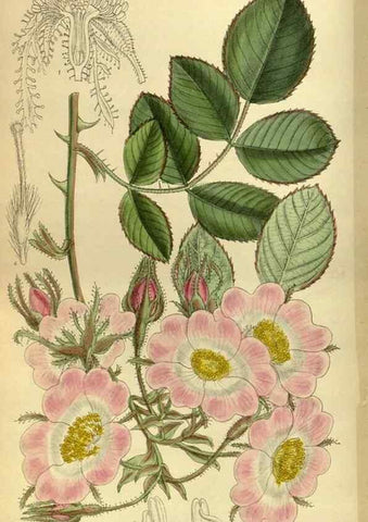 Reproducción/Reproduction 35885367472: Curtis's botanical magazine.. London ; New York [etc.] :Academic Press [etc.]