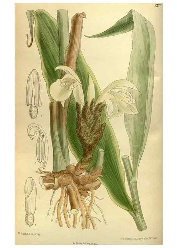 Reproducción/Reproduction 35885368922: Curtis's botanical magazine.. London ; New York [etc.] :Academic Press [etc.]