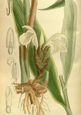 Reproducción/Reproduction 35885368922: Curtis's botanical magazine.. London ; New York [etc.] :Academic Press [etc.]