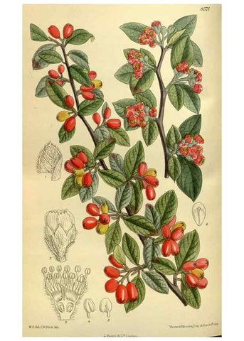 Reproducción/Reproduction 35922987601: Curtis's botanical magazine.. London ; New York [etc.] :Academic Press [etc.]