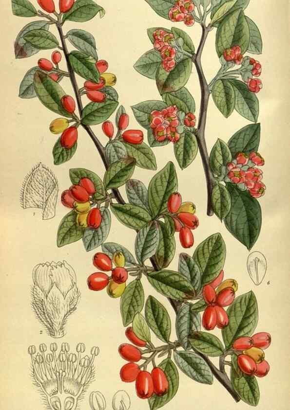 Reproducción/Reproduction 35922987601: Curtis's botanical magazine.. London ; New York [etc.] :Academic Press [etc.]