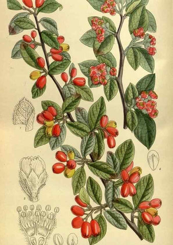 Reproducción/Reproduction 35922987601: Curtis's botanical magazine.. London ; New York [etc.] :Academic Press [etc.]