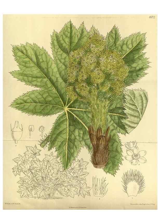 Reproducción/Reproduction 35922991501: Curtis's botanical magazine.. London ; New York [etc.] :Academic Press [etc.]