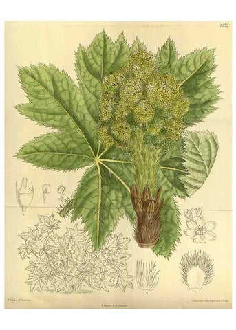 Reproducción/Reproduction 35922991501: Curtis's botanical magazine.. London ; New York [etc.] :Academic Press [etc.]