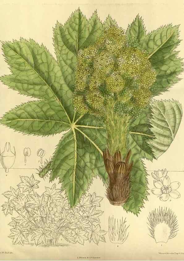 Reproducción/Reproduction 35922991501: Curtis's botanical magazine.. London ; New York [etc.] :Academic Press [etc.]