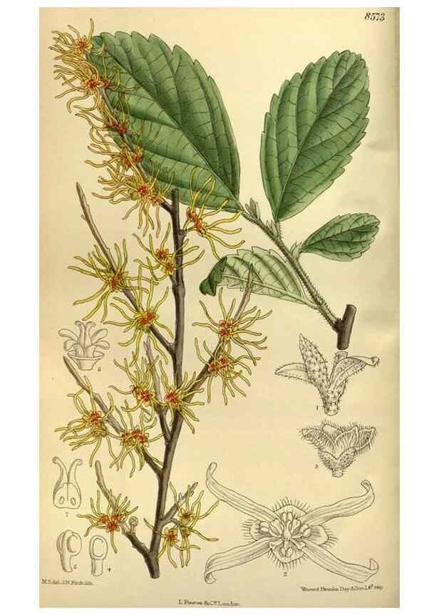 Reproducción/Reproduction 35667077110: Curtis's botanical magazine.. London ; New York [etc.] :Academic Press [etc.]