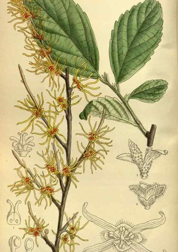 Reproducción/Reproduction 35667077110: Curtis's botanical magazine.. London ; New York [etc.] :Academic Press [etc.]