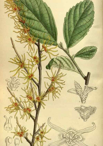 Reproducción/Reproduction 35667077110: Curtis's botanical magazine.. London ; New York [etc.] :Academic Press [etc.]
