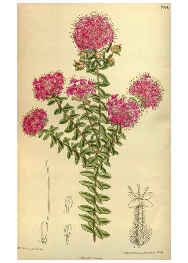 Reproducción/Reproduction 36056656625: Curtis's botanical magazine.. London ; New York [etc.] :Academic Press [etc.]