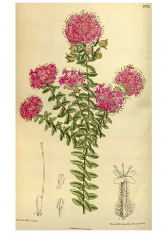 Reproducción/Reproduction 36056656625: Curtis's botanical magazine.. London ; New York [etc.] :Academic Press [etc.]