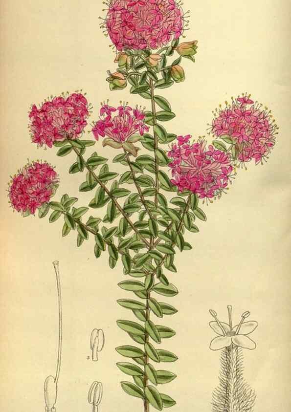 Reproducción/Reproduction 36056656625: Curtis's botanical magazine.. London ; New York [etc.] :Academic Press [etc.]