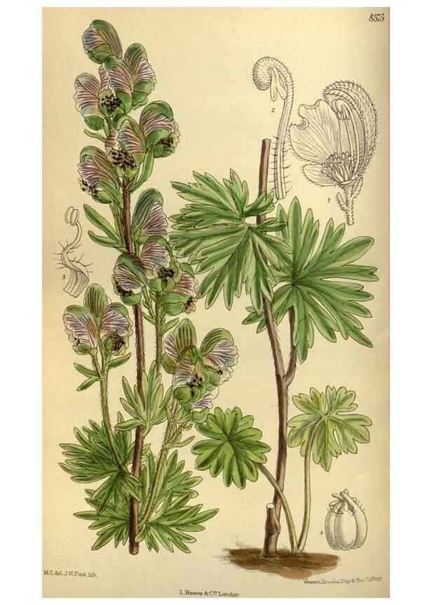 Reproducción/Reproduction 35923003801: Curtis's botanical magazine.. London ; New York [etc.] :Academic Press [etc.]