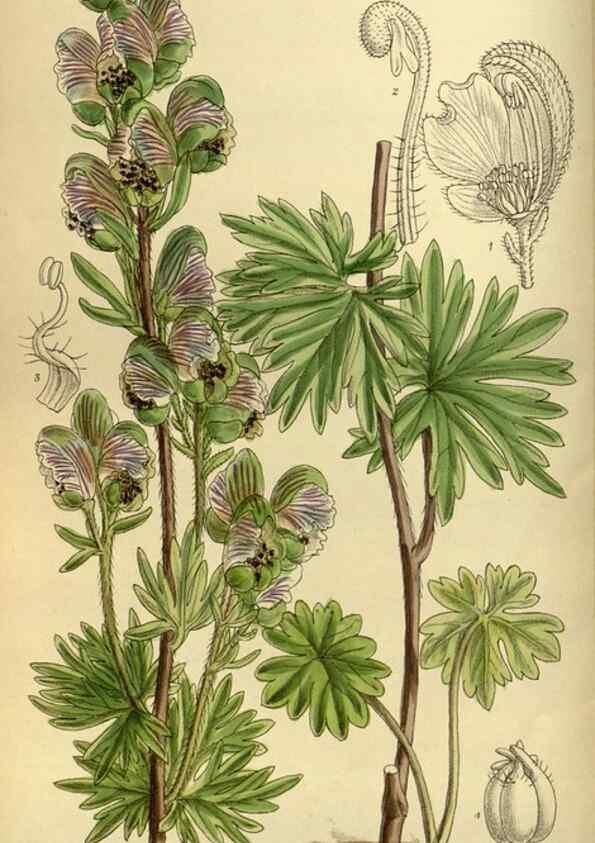 Reproducción/Reproduction 35923003801: Curtis's botanical magazine.. London ; New York [etc.] :Academic Press [etc.]