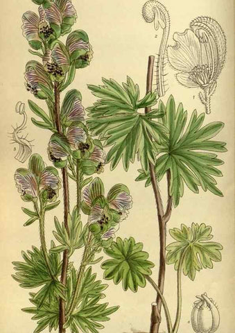 Reproducción/Reproduction 35923003801: Curtis's botanical magazine.. London ; New York [etc.] :Academic Press [etc.]