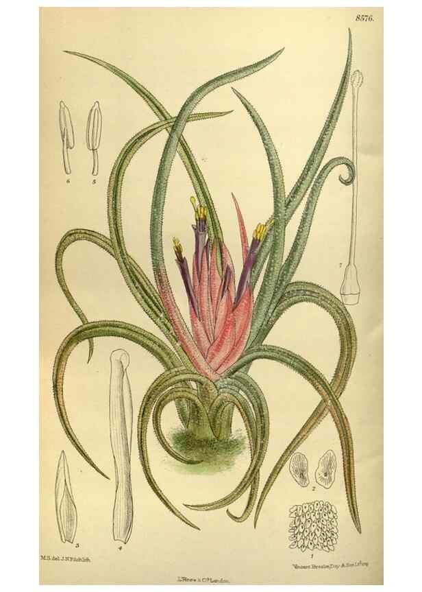Reproducción/Reproduction 36056659635: Curtis's botanical magazine.. London ; New York [etc.] :Academic Press [etc.]