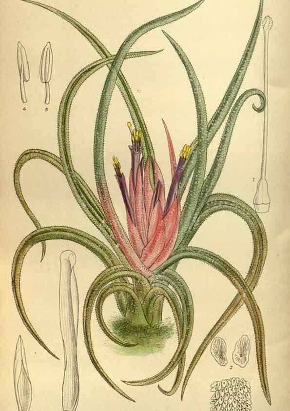Reproducción/Reproduction 36056659635: Curtis's botanical magazine.. London ; New York [etc.] :Academic Press [etc.]
